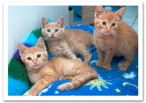 Three happy kittens r olson copy.jpg